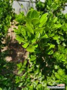 卫矛盆景制作方法