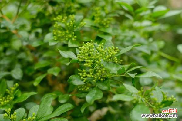 酒瓶制作盆景的方法