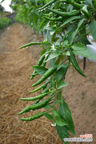 阳台种盆小辣椒,边吃边摘,根本不用买!
