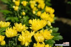 独本菊盆景制作方法