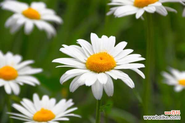 独本菊盆景制作方法