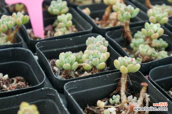 几粒绿豆,一把热水壶,3天发出无毒绿豆芽!