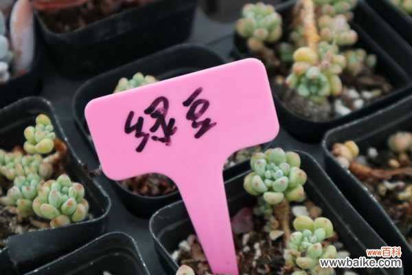 几粒绿豆,一把热水壶,3天发出无毒绿豆芽!