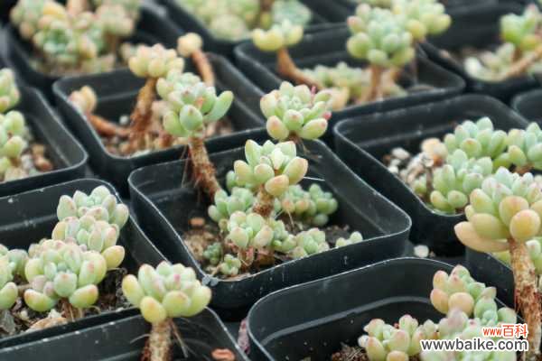 几粒绿豆,一把热水壶,3天发出无毒绿豆芽!