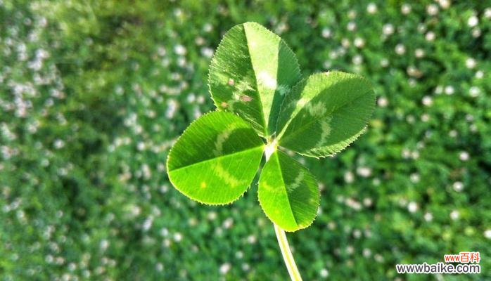 探寻四叶草的神秘与传说 四叶草的含义