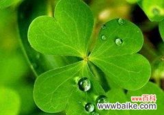 探寻四叶草的神秘与传说 四叶草的含义