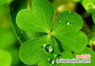 探寻四叶草的神秘与传说 四叶草的含义