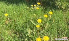 传说中的蒲公英花语与寓意，深受人们喜爱的原因 蒲公英花语及寓意的传说故事