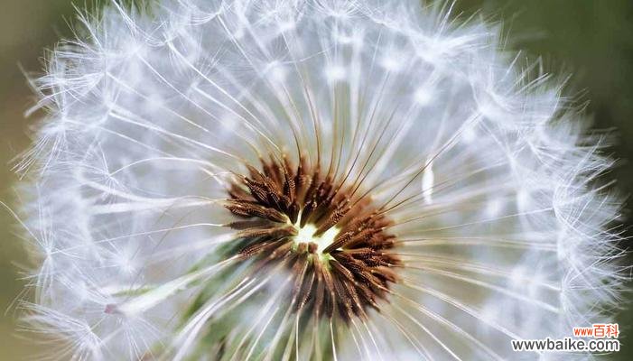 传说中的蒲公英花语与寓意,深受人们喜爱的原因 蒲公英花语及寓意的传说故事