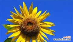 以阳光般温暖的姿态，向世界展现爱与希望 向日葵的寓意与花语