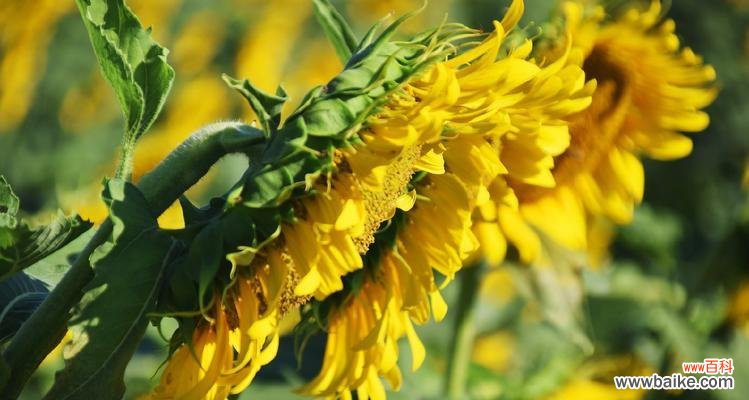 以阳光般温暖的姿态，向世界展现爱与希望 向日葵的寓意与花语