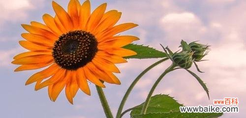 以阳光般温暖的姿态，向世界展现爱与希望 向日葵的寓意与花语