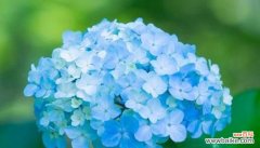 解读绣球花所代表的深刻寓意 探秘绣球花的花语