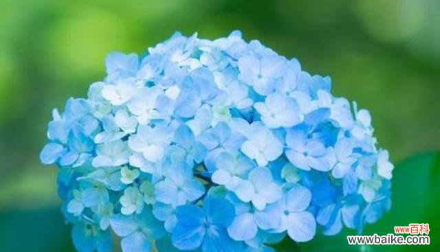 解读绣球花所代表的深刻寓意 探秘绣球花的花语