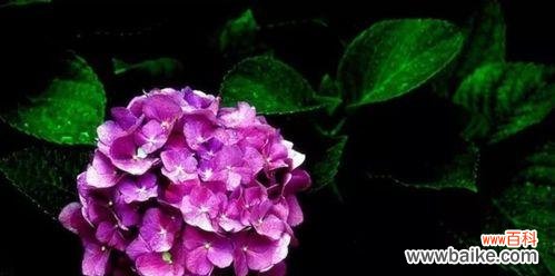 解读绣球花所代表的深刻寓意 探秘绣球花的花语