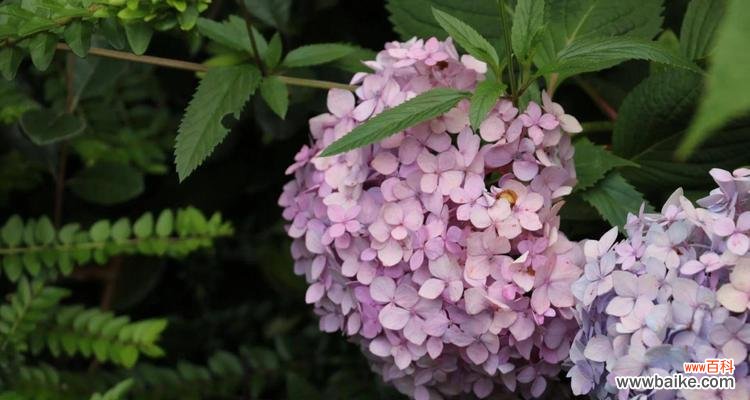 解读绣球花所代表的深刻寓意 探秘绣球花的花语