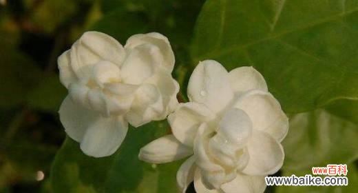 探究茉莉花的象征意义与文化价值 茉莉花的寓意