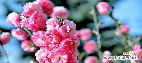 探究榆叶梅花语的内涵,感悟生命的意义 榆叶梅花语,展现克服困难的勇气与坚韧