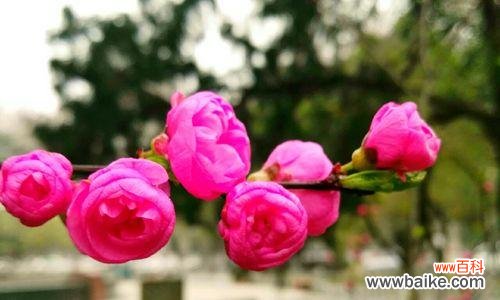 探究榆叶梅花语的内涵,感悟生命的意义 榆叶梅花语,展现克服困难的勇气与坚韧