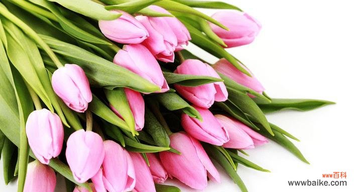 用花语解读紫色郁金香的意义 紫色郁金香的花语