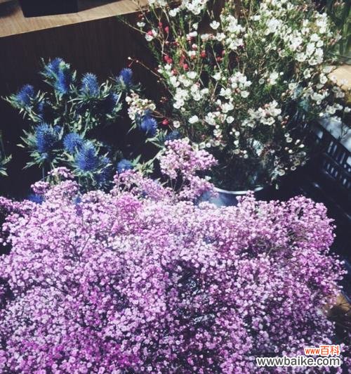 浪漫情愫与真挚爱意,体现了人生的美好 寓意多彩的紫色满天星花