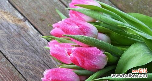 在花海中解读紫色郁金香代表的意义 紫色郁金香的寓意