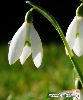 揭秘雪滴花的花语和故事,了解这朵花的神秘魅力 雪滴花传说