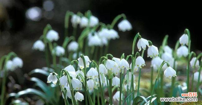 揭秘雪滴花的花语和故事,了解这朵花的神秘魅力 雪滴花传说