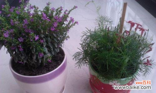 探寻孔雀花的文化符号和象征意义 孔雀花的花语与意义