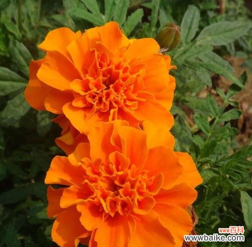 探寻孔雀花的文化符号和象征意义 孔雀花的花语与意义