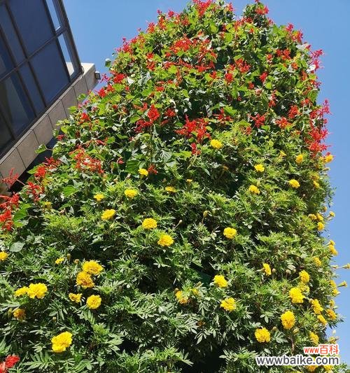 探寻孔雀花的文化符号和象征意义 孔雀花的花语与意义