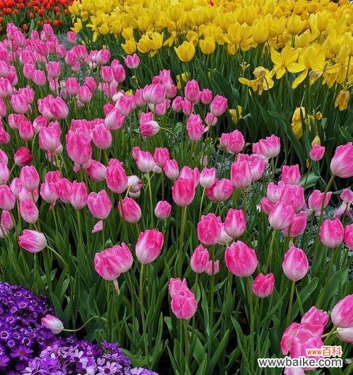 探索花卉语言里的精神世界 粉色郁金香的花语和寓意