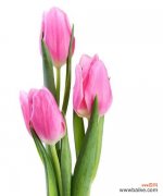 探索花卉语言里的精神世界 粉色郁金香的花语和寓意