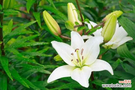 百合花代表什么