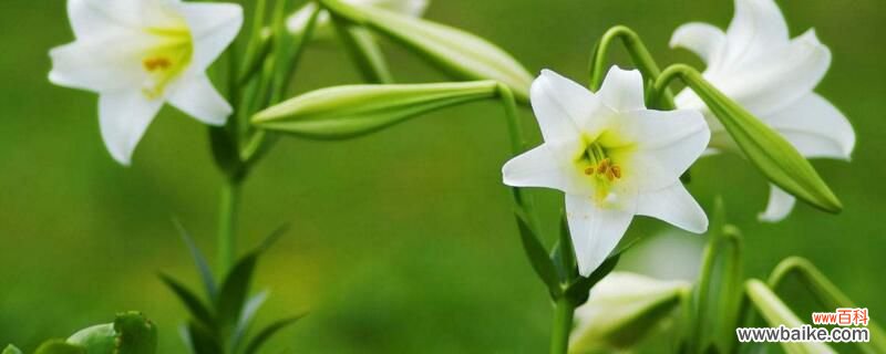 百合花代表什么