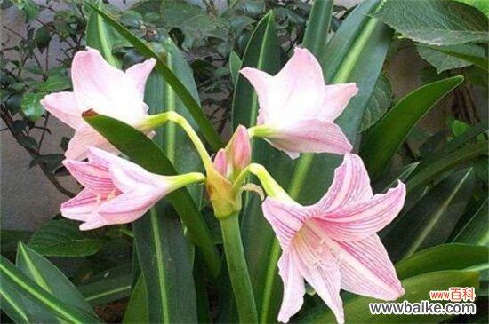 百合花怎么养？百合花养殖方法和病虫害防治