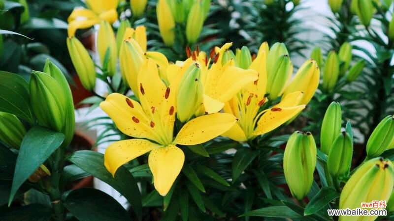 百合花怎么养？百合花养殖方法和病虫害防治