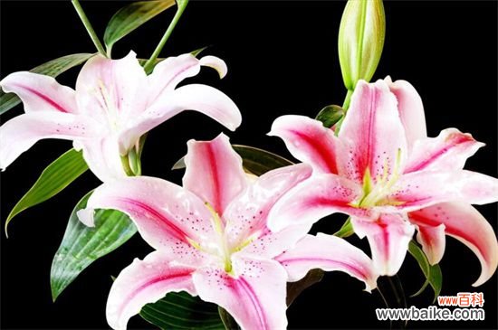 百合花送给什么人？恋人/挚友/父母长辈或同事