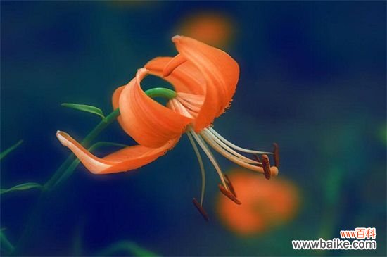 百合花送给什么人？恋人/挚友/父母长辈或同事