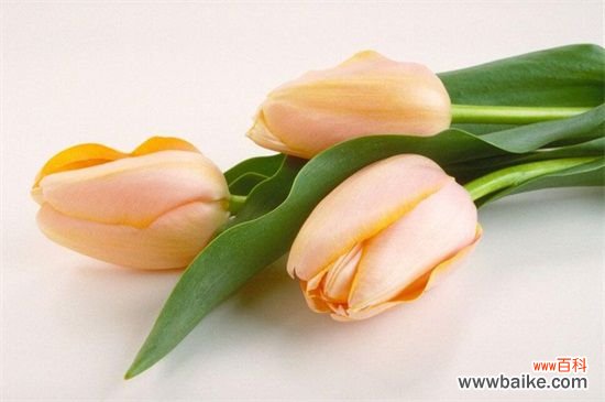 百合花送给什么人？恋人/挚友/父母长辈或同事