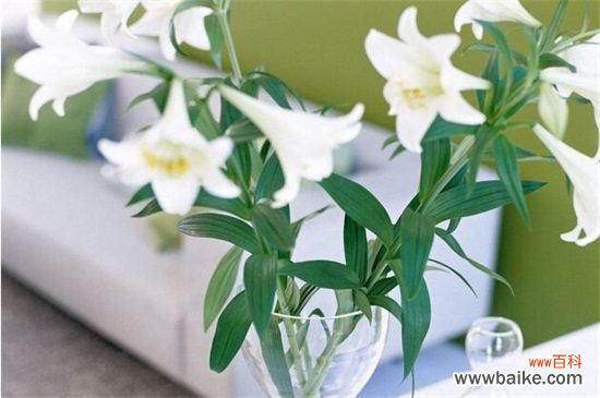 百合花送给什么人？恋人/挚友/父母长辈或同事