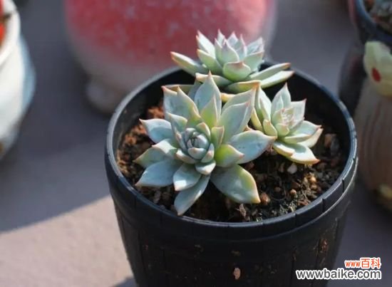 长期外出家中无人浇花怎么办?