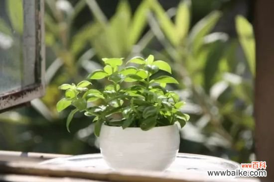 长期外出家中无人浇花怎么办?