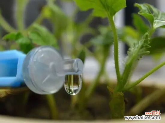 长期外出家中无人浇花怎么办?