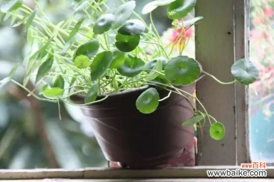 长期外出家中无人浇花怎么办?