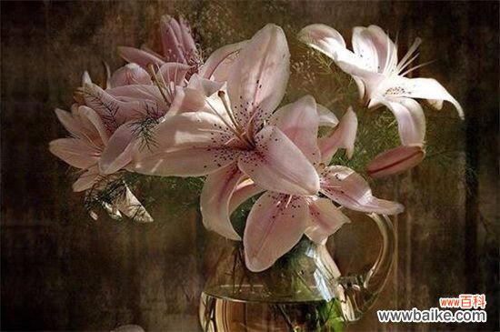 百合花多少钱一束？100元～200元不等