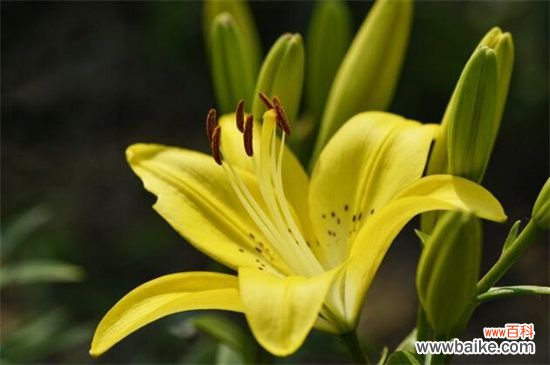 百合花多少钱一束？100元～200元不等