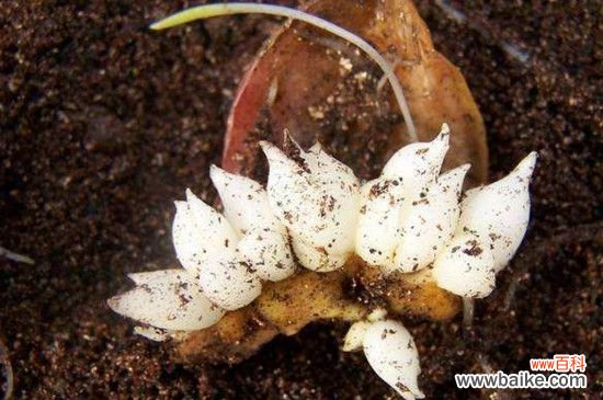 百合花怎么繁殖？主要是播种繁殖