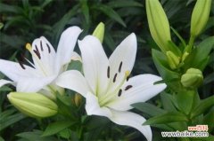 情人节送闺蜜什么花？盘点10种送闺蜜最适合花卉