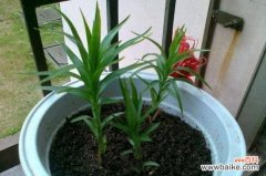 百合花可以插枝吗？可以/百合花用枝条扦插成活的方法